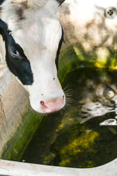 istock cow's mouth at the waterhole 1031400790
