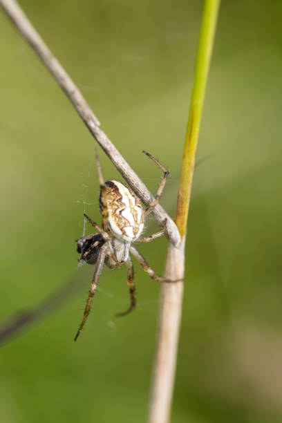 istock spider on the web protecting his food with net 1031401002