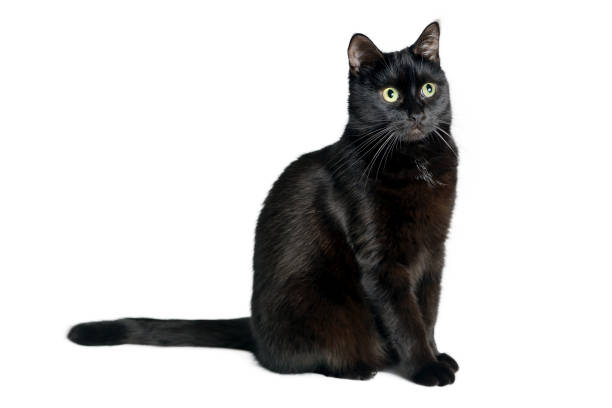 istock Black cat is sitting on a white background 1031401060