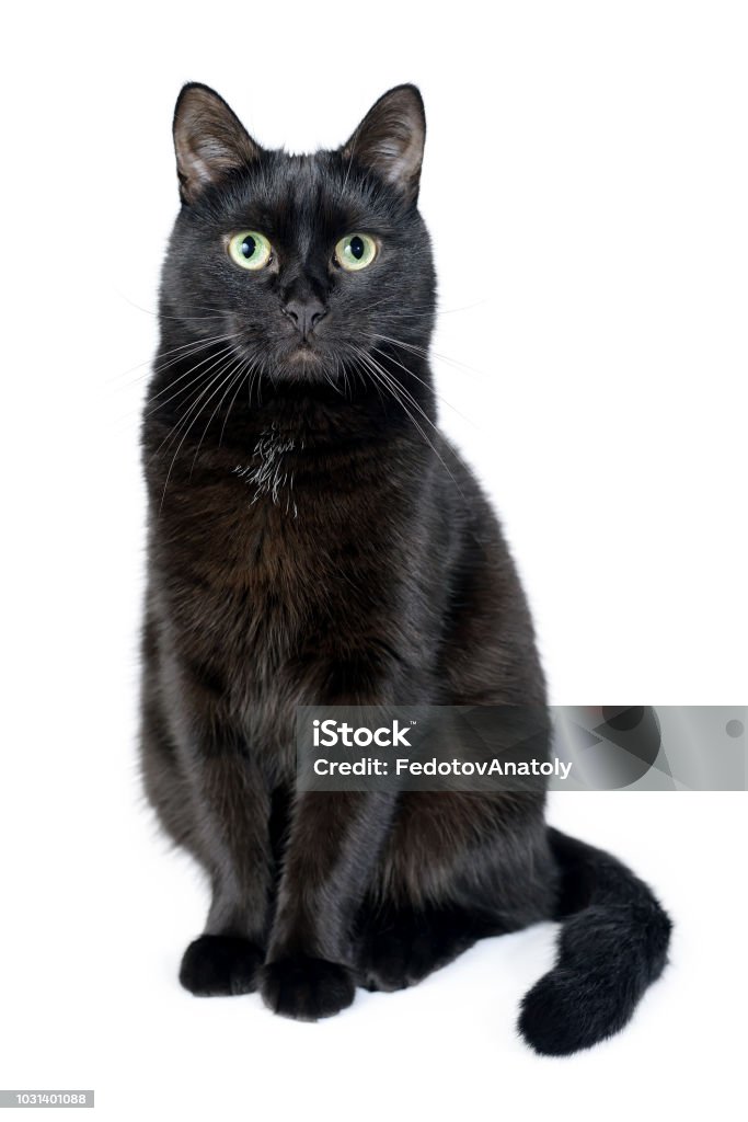 Portrait of a young black cat on white background Portrait of a young black cat sitting on a white background looking in the camera. Studio shot. Black cat isolated on white Domestic Cat Stock Photo