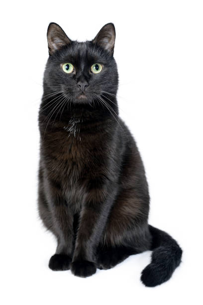 Portrait of a young black cat on white background Portrait of a young black cat sitting on a white background looking in the camera. Studio shot. Black cat isolated on white mumbai photos stock pictures, royalty-free photos & images
