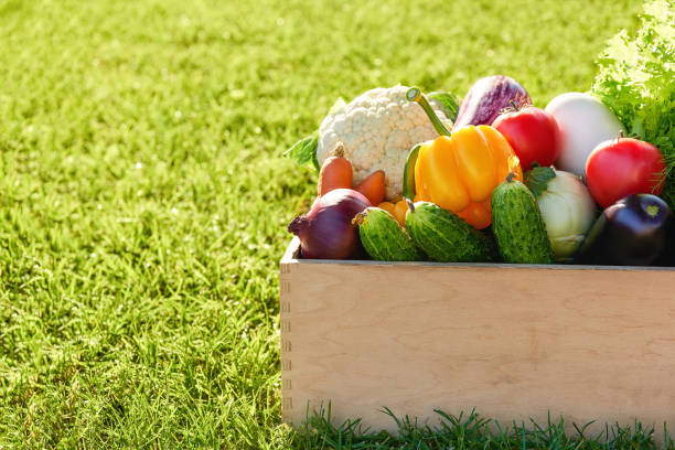 wooden box or crate full of freshly harvested vegetables in on a green grass background stock photo
