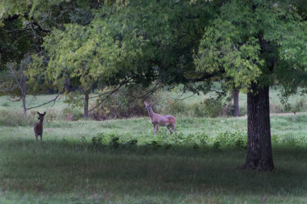 istock Deer in a meadow, buck or stag and a doe 1031407420