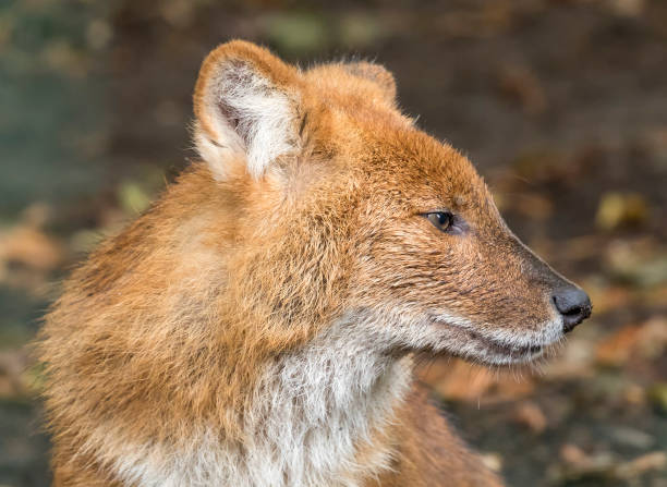 istock Close up view of a Dhole 1031411848