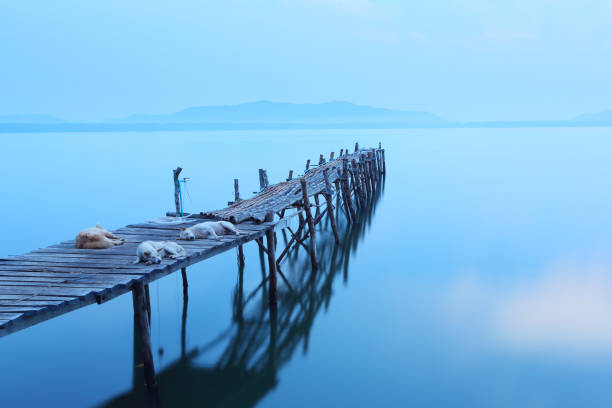 istock Three dogs are sleeping on a wooden bridge 1031411888