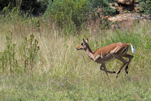 istock Wildlife in South Africa 1031411914