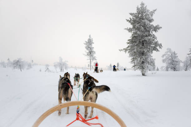 istock Husky dog sledding in Lapland, Finland 1031411940