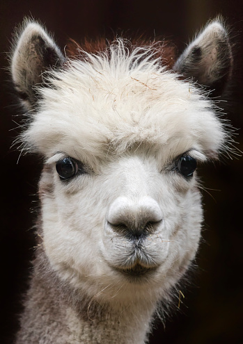 Close up View of a young Alpaca in front of black background