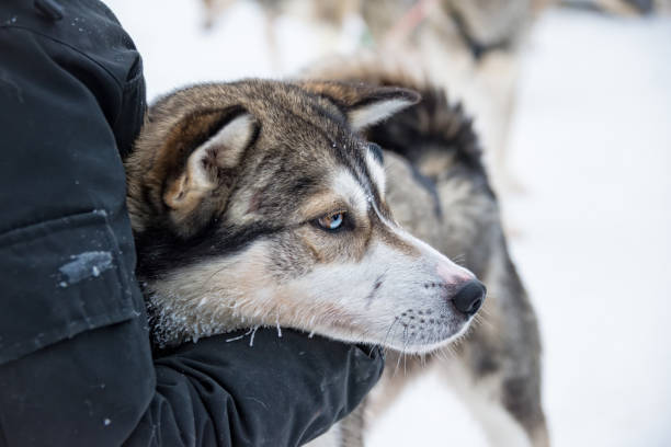 istock Husky dog close-up, Lapland, Finland 1031414356