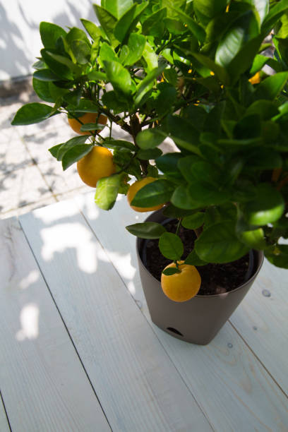 istock Tangerine tree in flower pot 1031415372