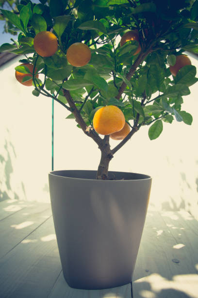 istock Tangerine tree in flower pot 1031415384