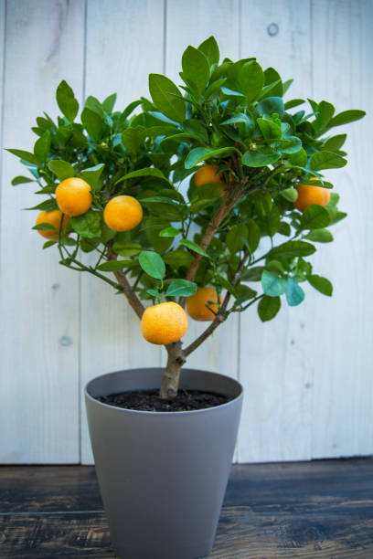 istock Tangerine tree in flower pot 1031416016