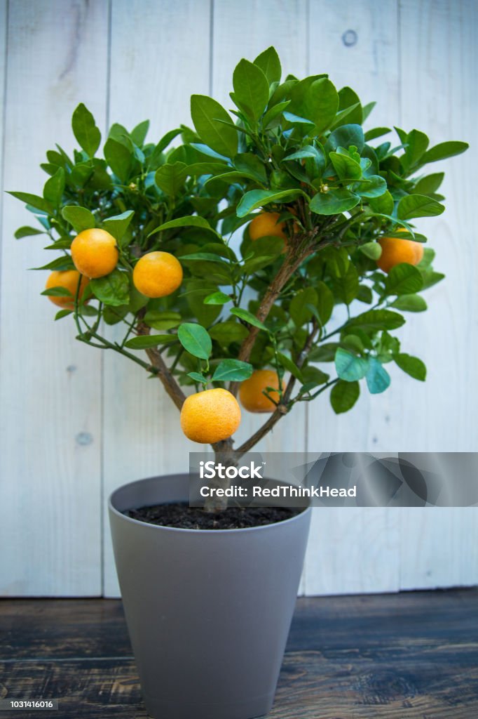 Tangerine tree in flower pot Home gardening concept Houseplant Stock Photo