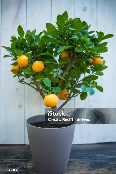 Tangerine Tree In Flower Pot Stock Photo - Download Image Now - Houseplant, Agriculture, Botany