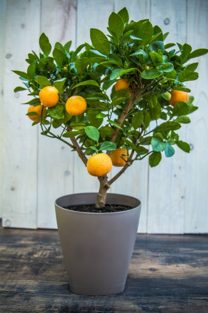 istock Tangerine tree in flower pot 1031416080