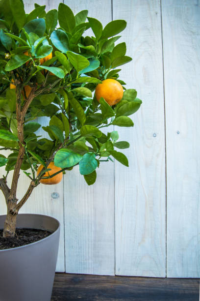 istock Tangerine tree in flower pot 1031416082