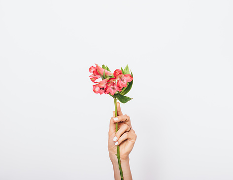 Female hand with rings on fingers and white manicure holding pink flowers on long stem over plain background, copy space.
