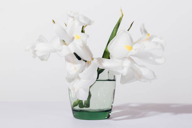 istock Close-up of white iris flowers on table on plain light background 1031419404
