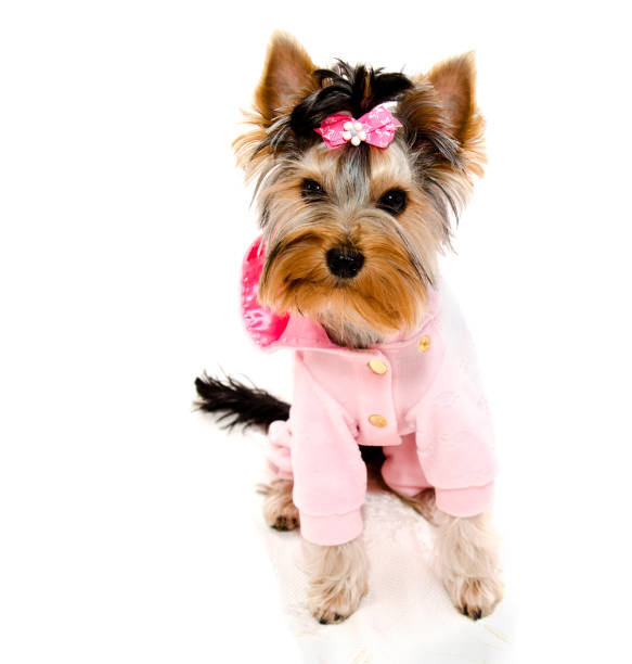istock Beautiful puppy yorkshire terrier with bow 1031422312