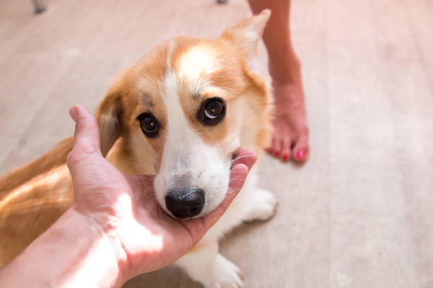 istock Redhead puppy Corgi dog 1031422466