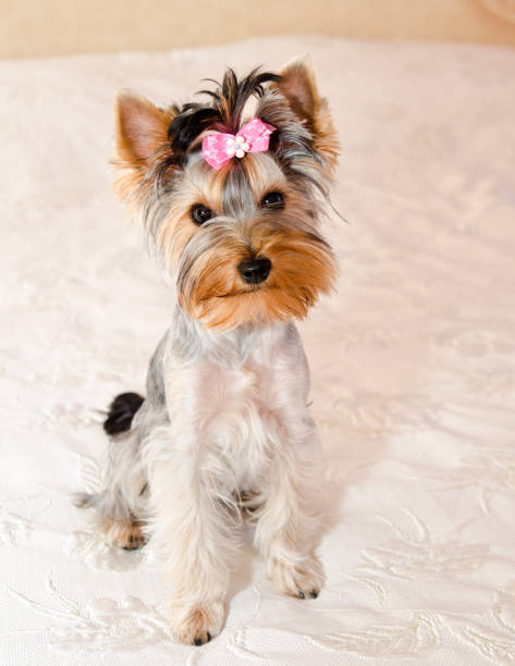 istock Beautiful puppy yorkshire terrier with bow 1031422634