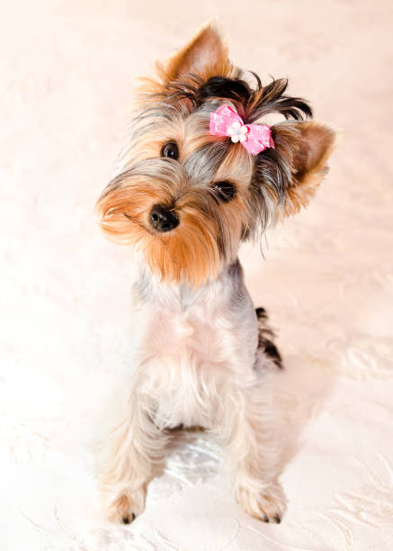 istock Beautiful puppy yorkshire terrier with bow 1031422638