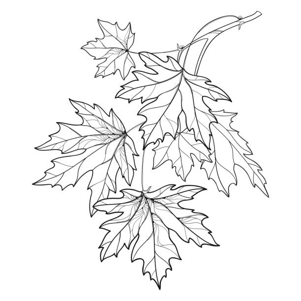 Vector branch with outline Acer or Maple ornate leaves in black isolated on white background. Vector branch with outline Acer or Maple ornate leaves in black isolated on white background. Composition with foliage of Maple tree in contour style for autumn design or coloring book. autumn coloring pages stock illustrations