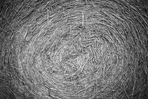Details close up shot of Wheat Haystack in farmer field, Pattern background