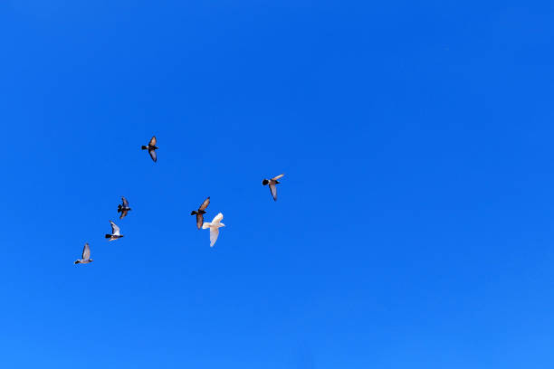 istock pigeons flying freely in the blue sky, 1031433354