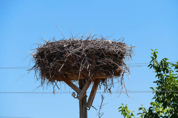 istock an empty stork's nest, a stork's nest on the electric pole, 1031433372