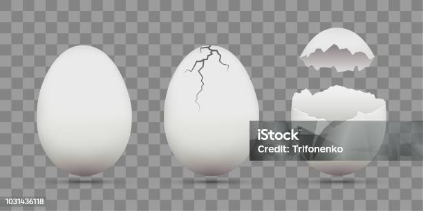 Set Of White Chicken Eggs Shell With Cracks Isolated On A Transparent Background Stock Illustration - Download Image Now