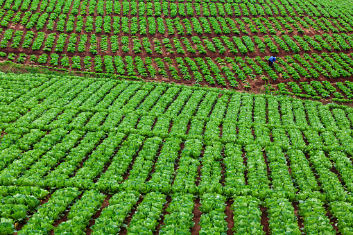 Kota Batu, Malang, Indonesia - July 14, 2018: Indonesian farmer work hard in field. Villager cultivating hillside vegetable plantation with growing green cabbage rows. Garden patches natural pattern.