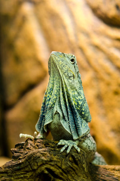 istock The frilled-necked lizard to the branch. 1031440964