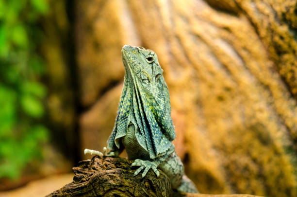 istock The frilled-necked lizard to the branch. 1031441000