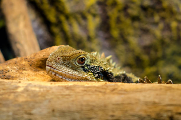 The Australian water dragon
