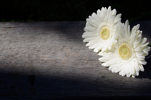 Moody Pair of white Gerber daisies on rustic wood background with copy space