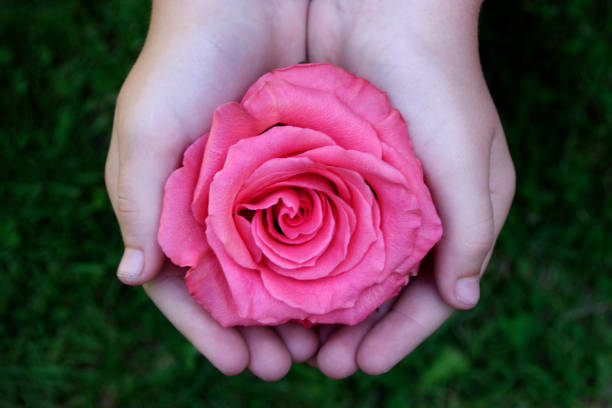 Girl's hands hold full bloom Pink rose