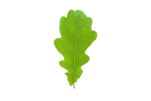 istock Beautiful, fresh green oak leaf isolated on white background. 1031446010