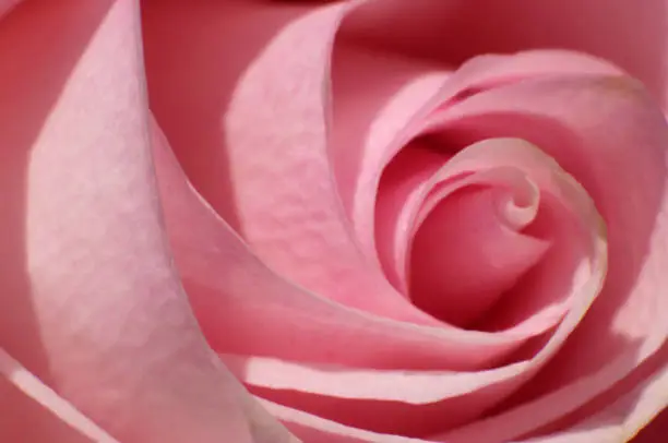 Close up of middle of pink rose texture background