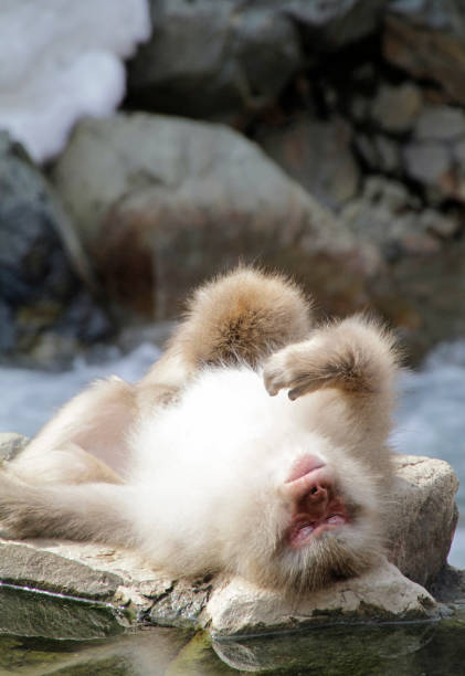 Snow monkeys near a hot spring in Japan