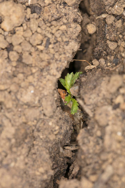 istock a small plant grows out of a crack in the ground 1031453746