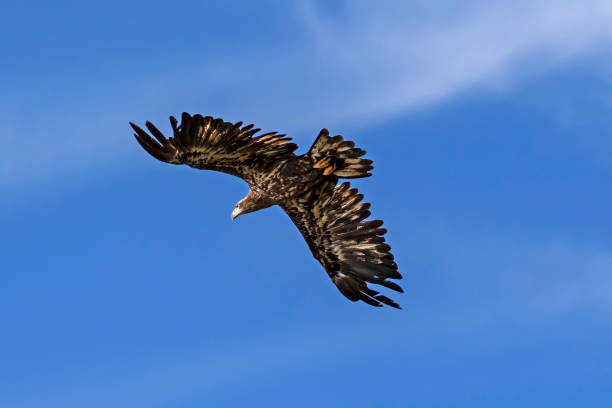 istock Bird juvenile bald eagle flying above California lake 1031453856