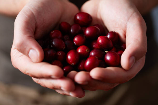 Handful Of Cranberries Hands of unrecognizable person holding juicy sweet freshly picked cranberries, extreme close-up view cranberry stock pictures, royalty-free photos & images