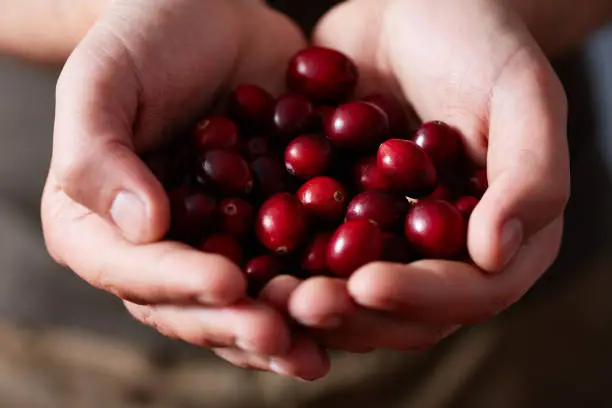 Hands of unrecognizable person holding juicy sweet freshly picked cranberries, extreme close-up view