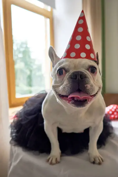Photo of Happy french bulldog dressed for birthday party or carnival