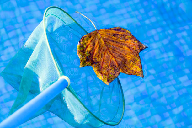 istock Autumn leafs clean swimming pool 1031473070