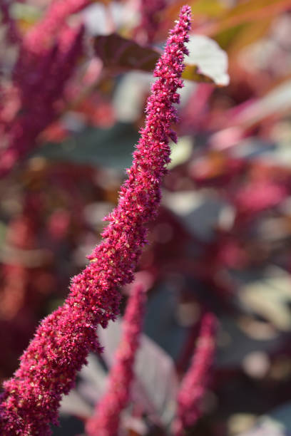 istock Purple Amaranth Velvet Curtains 1031473522