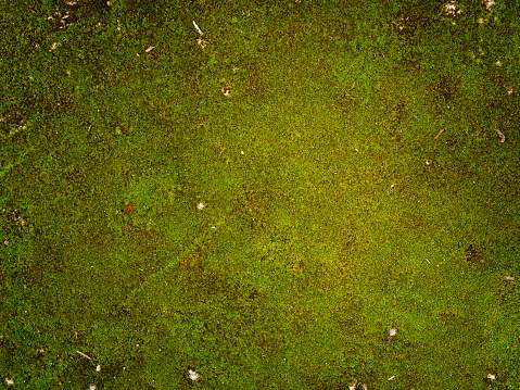 Green moss on grunge texture, background. (Natural texture)