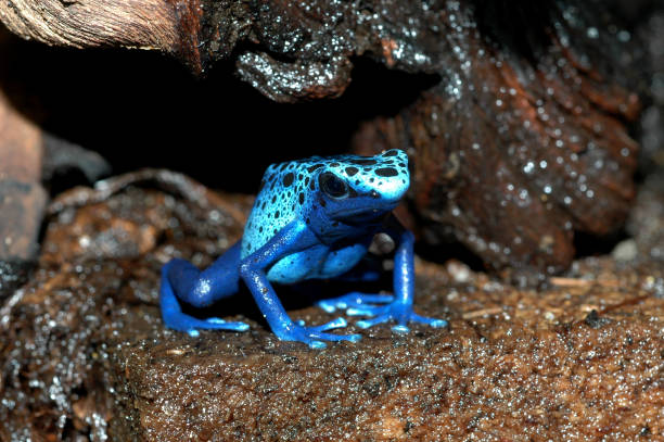 Blue poison dart frog in front of hiding place This picture of a bright blue poison dart frog in front of its hiding place was taken at the reptile house of the Antwerp Zoo in Belgium blue poison dart frog dendrobates tinctorius azureus stock pictures, royalty-free photos & images