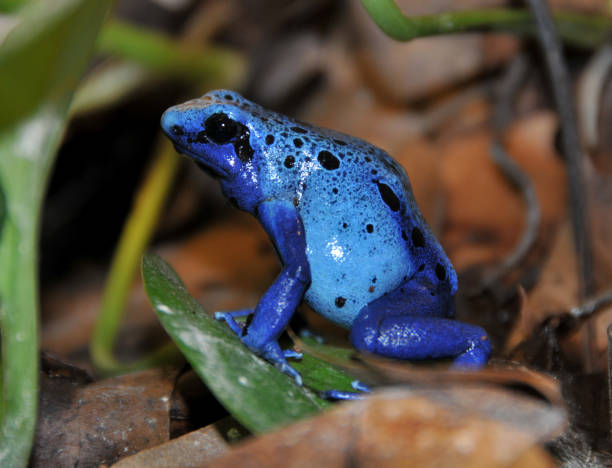 Blue poison dart frog lateral view This picture of a bright blue poison dart frog was taken at the reptile house of the Antwerp Zoo in Belgium blue poison dart frog dendrobates tinctorius azureus stock pictures, royalty-free photos & images